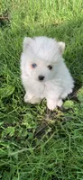 Kody, a male Pomsky for sale in Holt, MI – 3 of 3