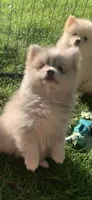 Nanook, a male Pomsky for sale in Holt, MI – 2 of 10