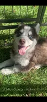 Cooper, a male Pomeranian and Pomsky for sale in Holt, MI – 4 of 10