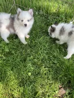 Bandit , a male Pomeranian and Pomsky for sale in Holt, MI – 3 of 4