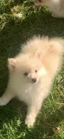 Frosty, a male Pomsky for sale in Holt, MI – 3 of 6