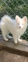 Prince, a male Pomeranian and Pomsky for sale in Holt, MI – 6 of 9