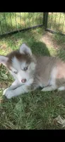 Odin, a male Pomeranian and Pomsky for sale in Holt, MI – 2 of 4