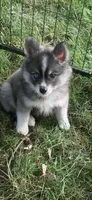 Aspen, a female Pomeranian and Pomsky for sale in Holt, MI – 5 of 8