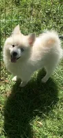 Poseidon, a male Pomeranian and Pomsky for sale in Holt, MI – 7 of 10