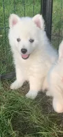 Glacier, a male Pomeranian and Pomsky for sale in Holt, MI – 4 of 6