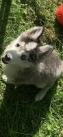 Aria , a female Pomeranian and Pomsky for sale in Holt, MI – 4 of 9