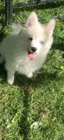 Poseidon, a male Pomeranian and Pomsky for sale in Holt, MI – 2 of 10