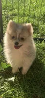 Nanook, a male Pomsky for sale in Holt, MI – 6 of 10