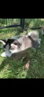 Aria , a female Pomeranian and Pomsky for sale in Holt, MI – 2 of 5