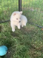 Glacier, a male Pomeranian and Pomsky for sale in Holt, MI – 6 of 6