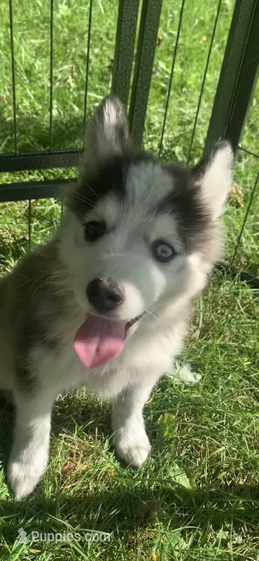 Aria  – Pomeranian, Pomsky puppy for sale in Holt, MI