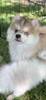 Skylar, a male Pomeranian and Pomsky for sale in Holt, MI – 5 of 9