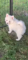 Poseidon, a male Pomeranian and Pomsky for sale in Holt, MI – 2 of 3