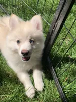 Simba , a male Pomeranian and Pomsky for sale in Holt, MI – 7 of 10