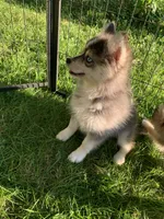 Titan , a male Pomeranian and Pomsky for sale in Holt, MI – 2 of 4