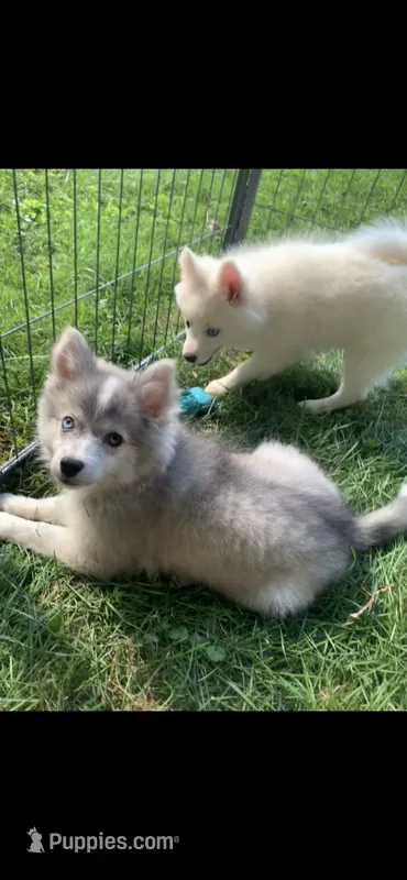 Olivia – Pomeranian, Pomsky puppy for sale in Holt, MI