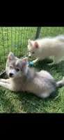 Olivia, a female Pomeranian and Pomsky for sale in Holt, MI – 1 of 10