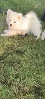 Casper, a male Pomeranian and Pomsky for sale in Holt, MI – 8 of 10