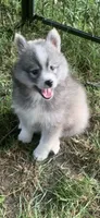Shadow , a male Pomeranian and Pomsky for sale in Holt, MI – 3 of 5