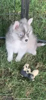 Olivia, a female Pomeranian and Pomsky for sale in Holt, MI – 5 of 5