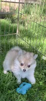 Samantha , a female Pomeranian and Pomsky for sale in Holt, MI – 3 of 6