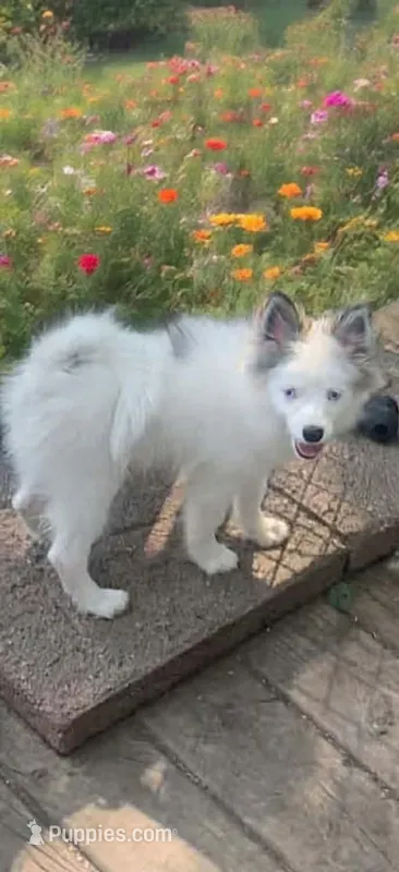 Toby – Pomeranian, Pomsky puppy for sale in Holt, MI