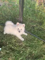 Glacier, a male Pomeranian and Pomsky for sale in Holt, MI – 5 of 6