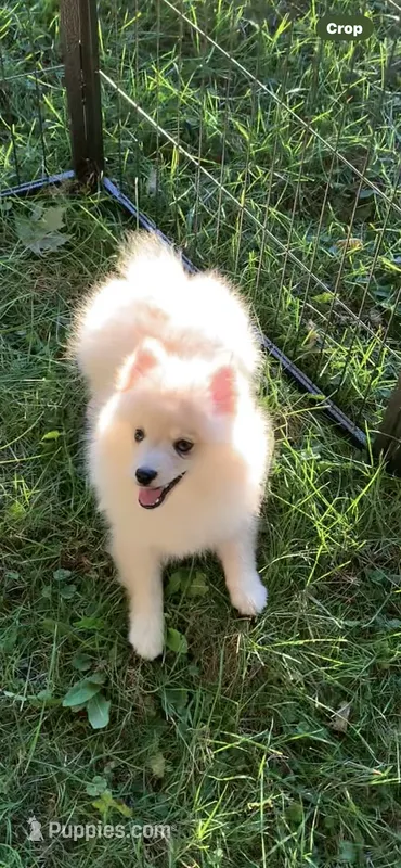 Teddy – Pomeranian, Pomsky puppy for sale in Holt, MI