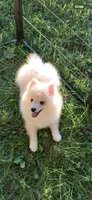 Teddy, a male Pomeranian and Pomsky for sale in Holt, MI – 4 of 10