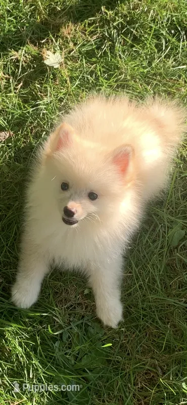 Frosty – Pomsky puppy for sale in Holt, MI