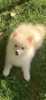 Frosty, a male Pomsky for sale in Holt, MI – 1 of 6