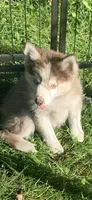Timber , a male Pomeranian and Pomsky for sale in Holt, MI – 2 of 7