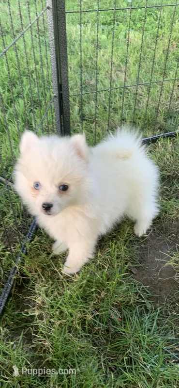 Kody – Pomeranian, Pomsky puppy for sale in Holt, MI