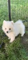 Kody, a male Pomeranian and Pomsky for sale in Holt, MI – 7 of 9