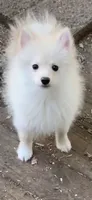 Frosty, a male Pomsky for sale in Holt, MI – 2 of 10