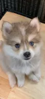 Skylar, a male Pomeranian and Pomsky for sale in Holt, MI – 1 of 4