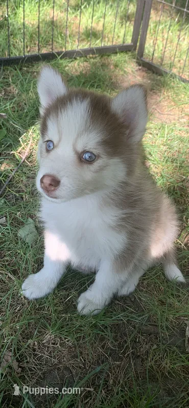 Odin – Pomeranian, Pomsky puppy for sale in Holt, MI
