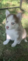Odin, a male Pomeranian and Pomsky for sale in Holt, MI – 1 of 4