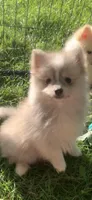 Nanook, a male Pomsky for sale in Holt, MI – 3 of 10