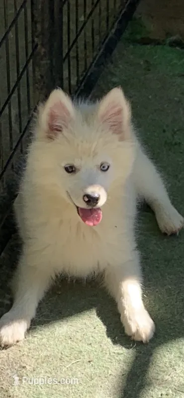 Poseidon – Pomeranian, Pomsky puppy for sale in Holt, MI