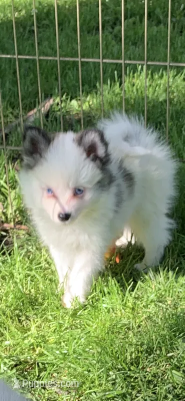 Toby – Pomsky puppy for sale in Holt, MI