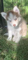 Odin, a male Pomeranian and Pomsky for sale in Holt, MI – 4 of 4