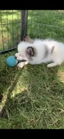 Toby, a male Pomeranian and Pomsky for sale in Holt, MI – 5 of 9