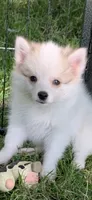 Loki , a male Pomeranian and Pomsky for sale in Holt, MI – 7 of 10