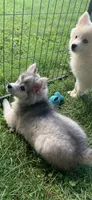 Olivia, a female Pomeranian and Pomsky for sale in Holt, MI – 4 of 10