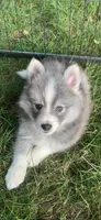 Shadow , a male Pomeranian and Pomsky for sale in Holt, MI – 2 of 5
