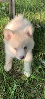 Sky, a male Pomeranian and Pomsky for sale in Holt, MI – 4 of 6