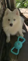 Simba , a male Pomeranian and Pomsky for sale in Holt, MI – 5 of 10