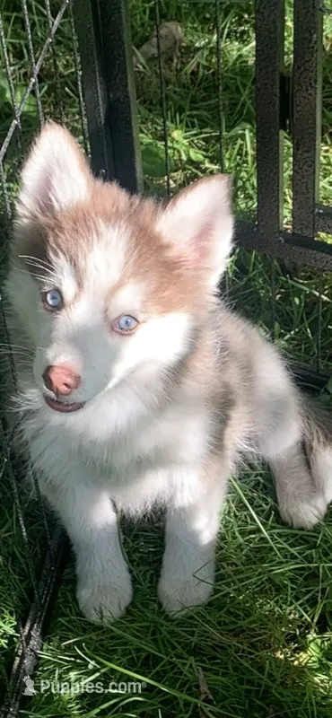 Timber  – Pomeranian, Pomsky puppy for sale in Holt, MI